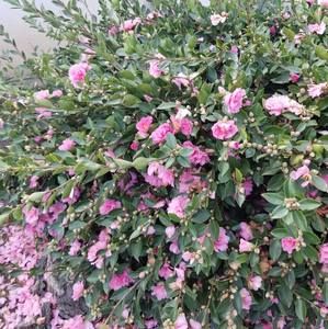 Meet your Posher, Susana